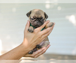 Small #1 Pug