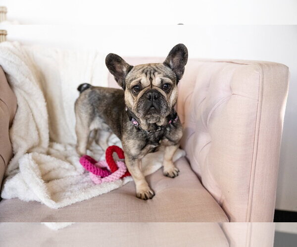 Medium Photo #5 French Bulldog Puppy For Sale in St. Louis Park, MN, USA