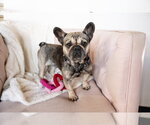 Small #4 French Bulldog