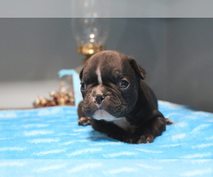 French Bulldog Dog for Adoption in SEARS, Michigan USA