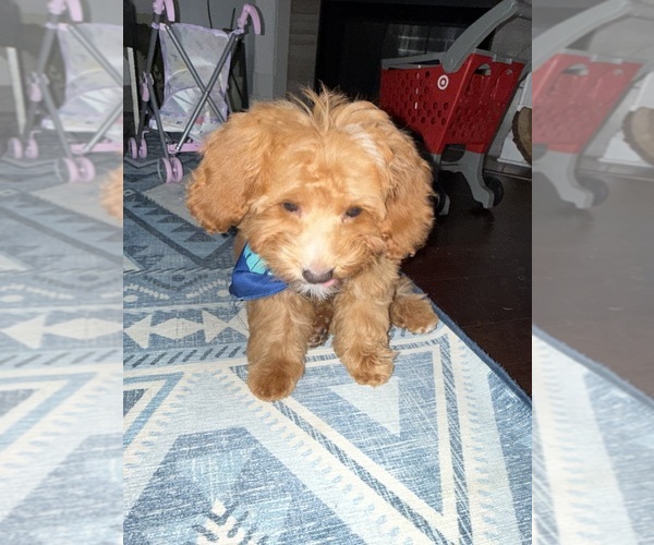 Medium Photo #3 Cavapoochon (Miniature) Puppy For Sale in GROVETOWN, GA, USA