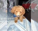 Small #2 Cavapoochon (Miniature)