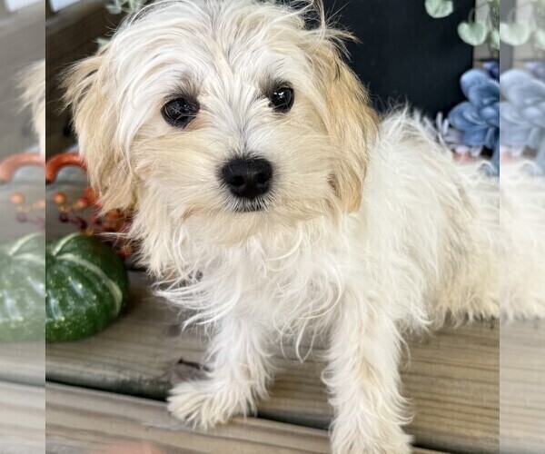 Medium Photo #1 Morkie Puppy For Sale in WILLIAMSBURG, IN, USA