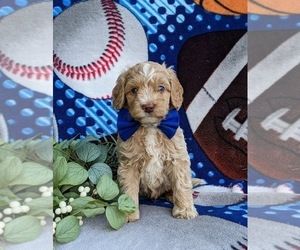 Goldendoodle (Miniature) Puppy for sale in BIRD IN HAND, PA, USA