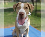 Small American Staffordshire Terrier Mix