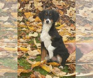 Miniature Bernedoodle Puppy for sale in SHREVE, OH, USA