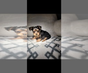 Yorkshire Terrier Puppy for sale in PRESCOTT VALLEY, AZ, USA