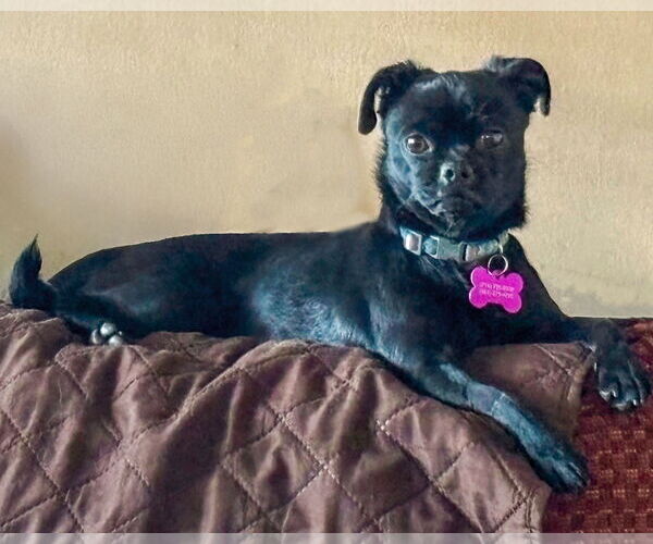 Medium Photo #4 Pug-Unknown Mix Puppy For Sale in Corona, CA, USA