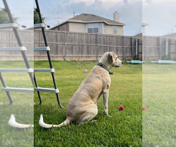 Medium Photo #1 Great Dane-Labrador Retriever Mix Puppy For Sale in Bullard, TX, USA