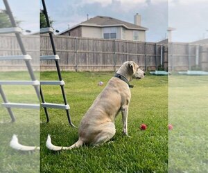 Great Dane-Labrador Retriever Mix Dogs for adoption in Bullard, TX, USA