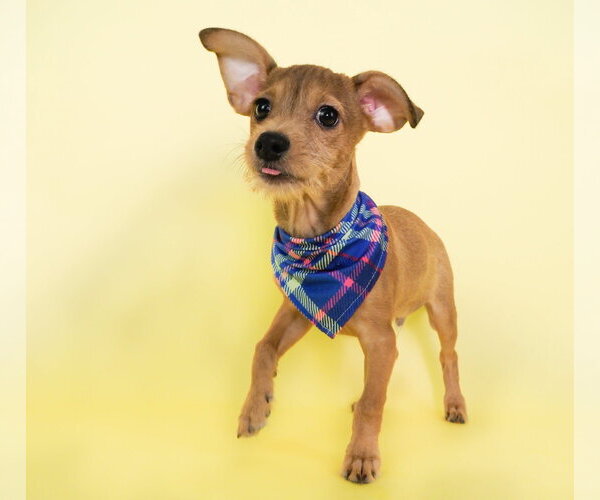 Medium Photo #1 Dachshund-Unknown Mix Puppy For Sale in Phoenix, AZ, USA