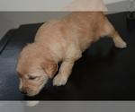 Small Photo #29 Golden Retriever Puppy For Sale in POULSBO, WA, USA