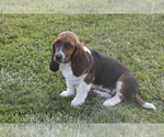 Small #1 Basset Hound