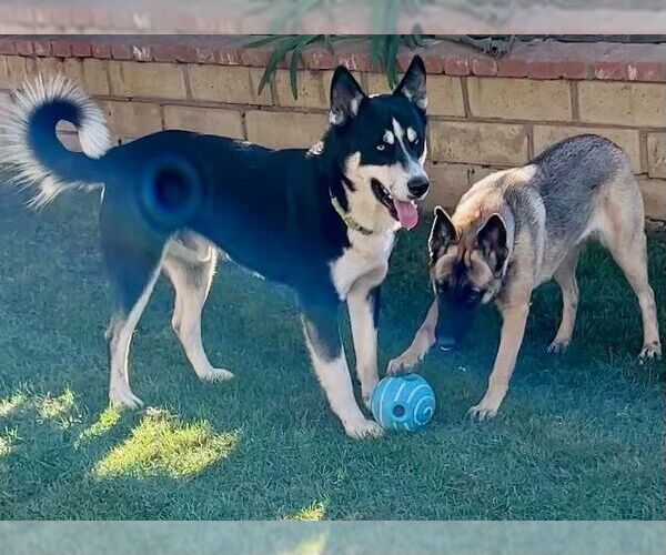 Medium Photo #2 Mutt Puppy For Sale in Newport Beach, CA, USA