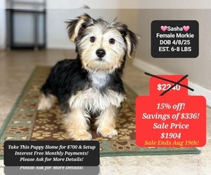 Morkie Puppy for sale in TUCSON, AZ, USA
