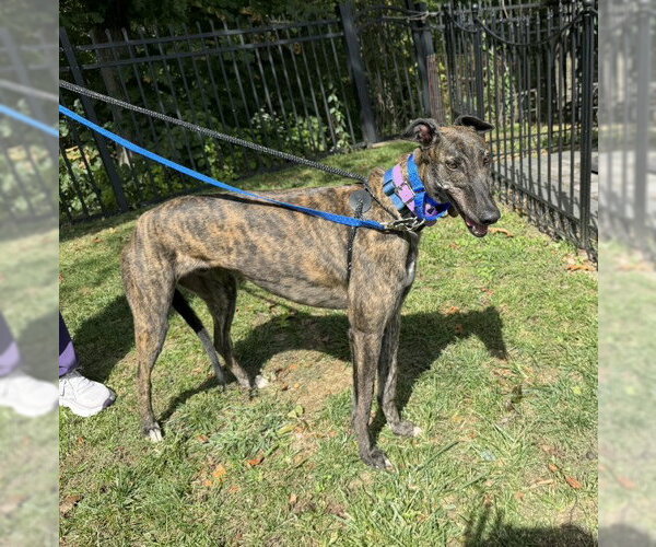 Medium Photo #3 Greyhound Puppy For Sale in Cherry Hill, NJ, USA