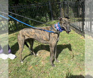 Gus - Male Greyhound Dog for Adoption - Photo #3