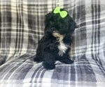 Small #5 ShihPoo