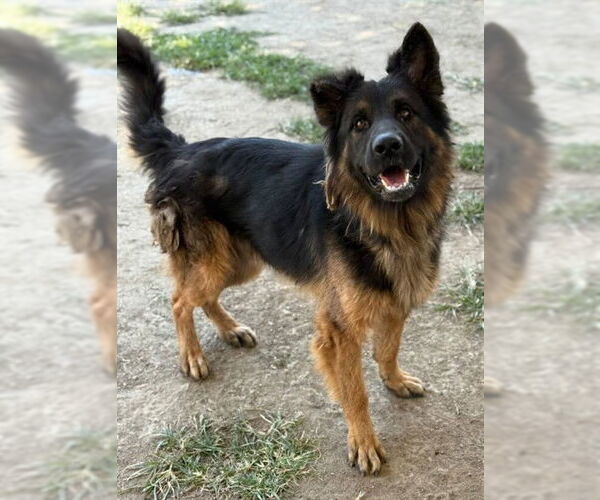 Medium Photo #1 German Shepherd Dog Puppy For Sale in Riverside, CA, USA