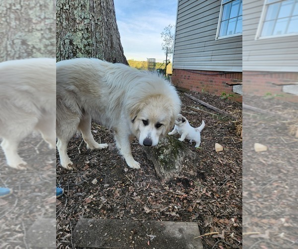 Medium Photo #1 Great Pyrenees Puppy For Sale in ROBBINS, NC, USA