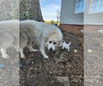 Small Photo #1 Great Pyrenees Puppy For Sale in ROBBINS, NC, USA