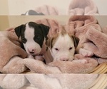 Small Photo #24 American Bulldog Puppy For Sale in MARYVILLE, MO, USA