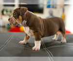 Puppy 7 American Bully
