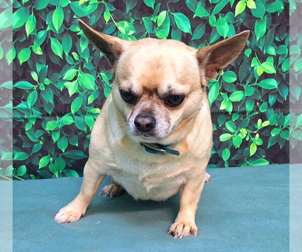 Medium Photo #2 ShiChi Puppy For Sale in Wetumpka, AL, USA