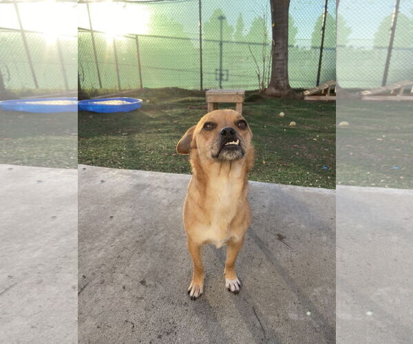 Medium Photo #12 Puggle Puppy For Sale in San Francisco, CA, USA