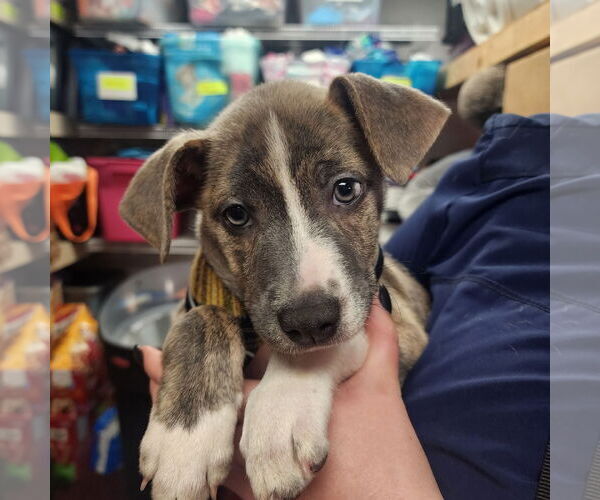 Medium Photo #13 Mutt Puppy For Sale in Fargo, ND, USA