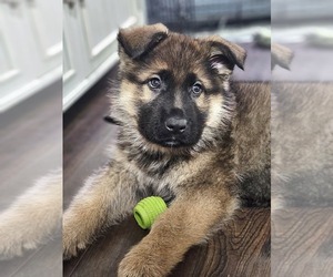 German Shepherd Dog Puppy for sale in DAYTON, MN, USA