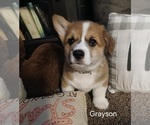 Puppy Grayson Pembroke Welsh Corgi