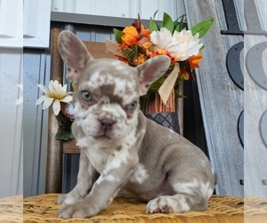 French Bulldog Puppy for sale in INDIANAPOLIS, IN, USA