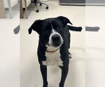 Small #2 Bulldog Mix