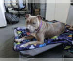 Small Bullypit