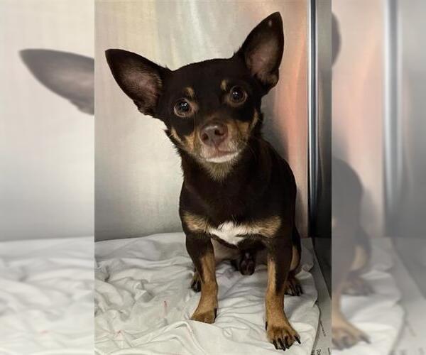 Medium Photo #2 Chihuahua Puppy For Sale in San Antonio, TX, USA