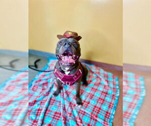 American Pit Bull Terrier Dogs for adoption in Ogden, UT, USA