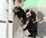 Small Photo #2 Bernedoodle Puppy For Sale in BELMONT, NC, USA