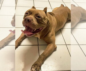 Brutus - Male American Bulldog Dog for Adoption - Photo #5