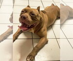 Small #4 American Bulldog