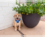 Small Photo #3 Aussiedor Puppy For Sale in Phoenix, AZ, USA