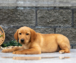 Small Photo #41 Labrador Retriever Puppy For Sale in MILLERSBURG, OH, USA