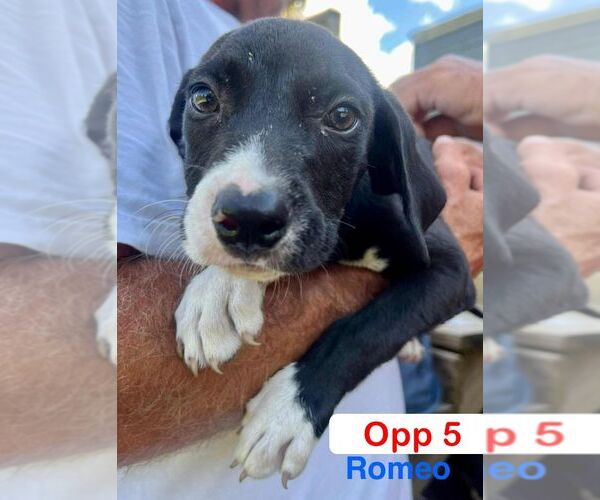 Medium Photo #3 Mutt Puppy For Sale in Brooksville, FL, USA