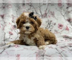Cavapoo Puppy for sale in LAKELAND, FL, USA
