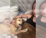 Small #7 Labrador Retriever Mix