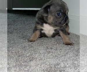French Bulldog Puppy for sale in ATLANTA, GA, USA