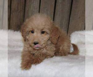 Goldendoodle-Poodle (Miniature) Mix Puppy for sale in STANLEY, WI, USA