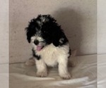 Image preview for Ad Listing. Nickname: Dillan