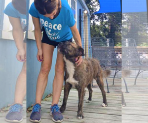 Reese - Male Mutt Dog for Adoption - Photo #10