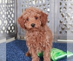 Small #2 Poodle (Miniature)